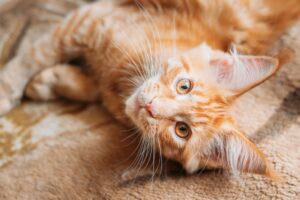 Funny Curious Young Red Ginger Maine Coon Kitten Cat Sitting At Home Sofa. Coon Cat, Maine Cat