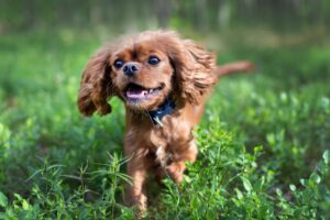 Happy dog running