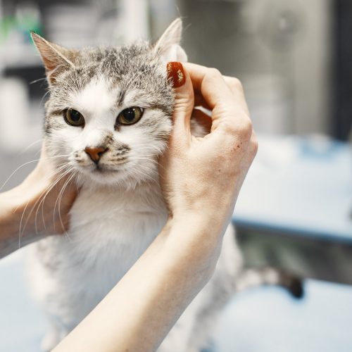 Woman stroking a white and gray cat by ears